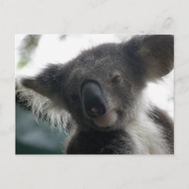 ハガキKoalas QLD Australia ポストカード
