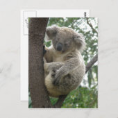 ハガキKoalas QLD Australia ポストカード (正面/裏面)