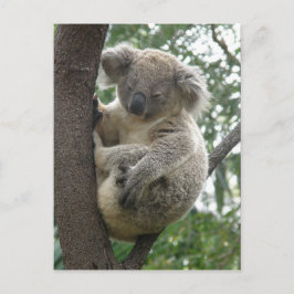 ハガキKoalas QLD Australia ポストカード