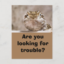 ハガキUmous Echaut schaut herausfordernd hervor