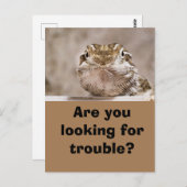 ハガキUmous Echaut schaut herausfordernd hervor ポストカード (正面/裏面)