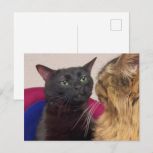 ハガキZONED OUT猫ミーム ポストカード