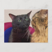 ハガキZONED OUT猫ミーム ポストカード (正面)