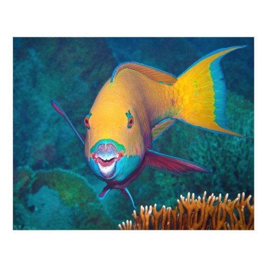 ハギ(Parrotfish)- 目を引く化粧! カラフルな写真 | フォトプリント (正面)