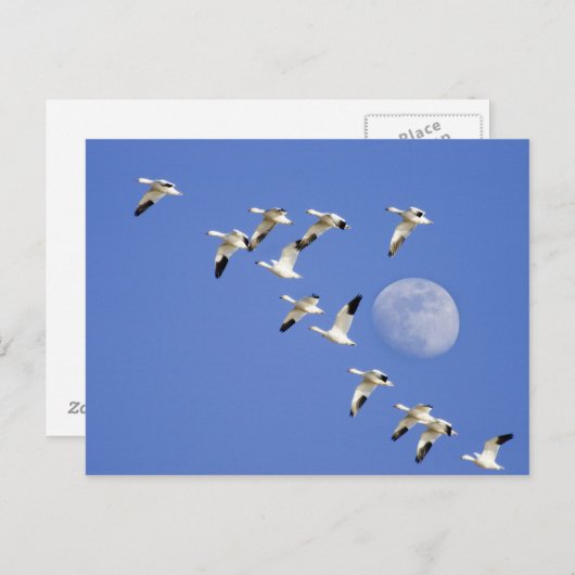 ハクガンはFreezeout湖NWRで飛行を取ります ポストカード (正面/裏面)