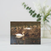 ハクチョウのオスがハガキを見守る ポストカード (スタンド正面)