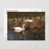 ハクチョウのオスがハガキを見守る ポストカード (正面/裏面)