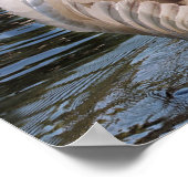 ハクチョウの運白鳥の巣の下 ポスター (角)