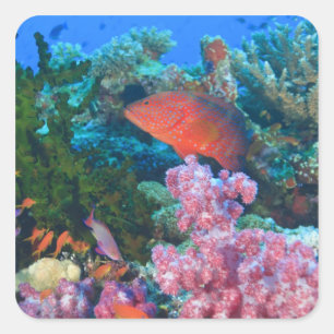ハクテンハナバス (Pseudanthias スクエアシール