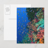 ハクテンハナバス (Pseudanthias ポストカード (正面/裏面)