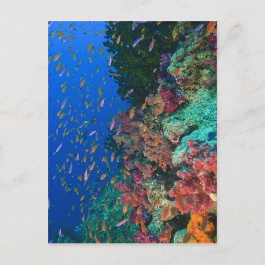 ハクテンハナバス (Pseudanthias ポストカード (正面)