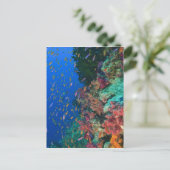 ハクテンハナバス (Pseudanthias ポストカード (スタンド正面)