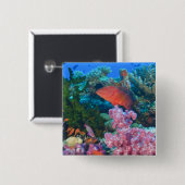 ハクテンハナバス (Pseudanthias 缶バッジ (正面&裏面)