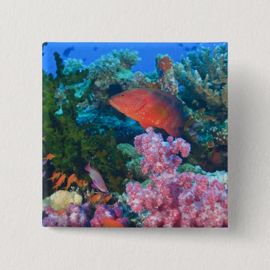 ハクテンハナバス (Pseudanthias 缶バッジ (正面)