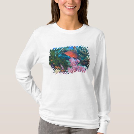 ハクテンハナバス (Pseudanthias Tシャツ (正面)