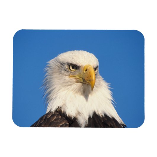 ハクトウワシの見た目 マグネット (横)