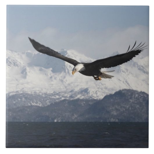 ハクトウワシの飛行, Haliaeetus leucocephalus, タイル (正面)