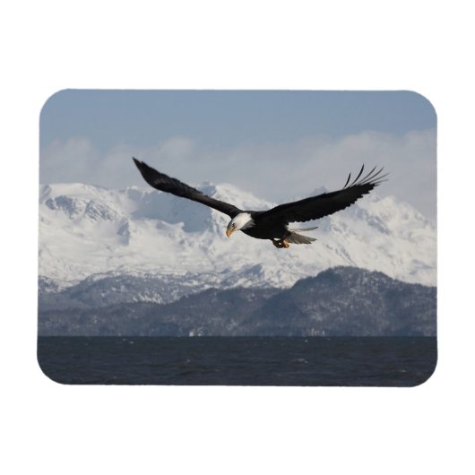 ハクトウワシの飛行, Haliaeetus leucocephalus, マグネット (横)