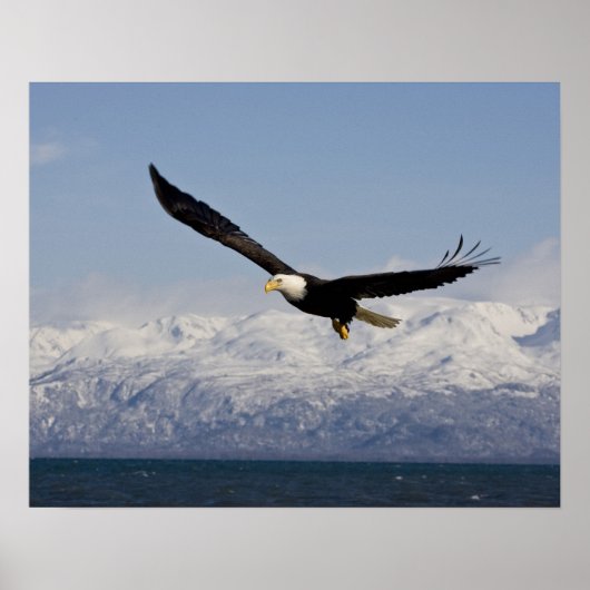 ハクトウワシの飛行, Haliaeetus leucocephalus, 3 ポスター (正面)