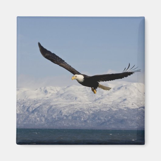 ハクトウワシの飛行, Haliaeetus leucocephalus, 3 マグネット (正面)