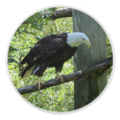 ハクトウワシ セラミックノブ (正面)