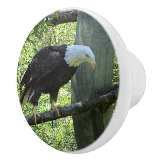 ハクトウワシ セラミックノブ (右)