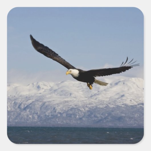 ハクトウワシ 飛翔, Haliaeetus leucocephalus, 3 スクエアシール (正面)