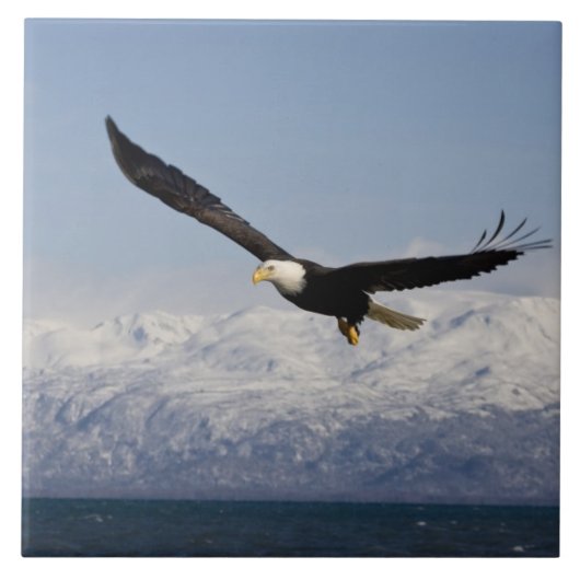 ハクトウワシ 飛翔, Haliaeetus leucocephalus, 3 タイル (正面)