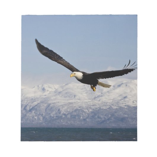 ハクトウワシ 飛翔, Haliaeetus leucocephalus, 3 ノートパッド (正面)