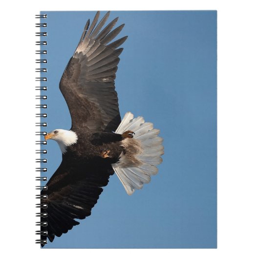 ハクトウワシ 飛行, Haliaeetus leucocephalus, 2 ノートブック (正面)