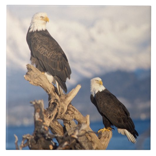 ハクトウワシ, Haliaeetus leuccocephalus, つがい タイル (正面)