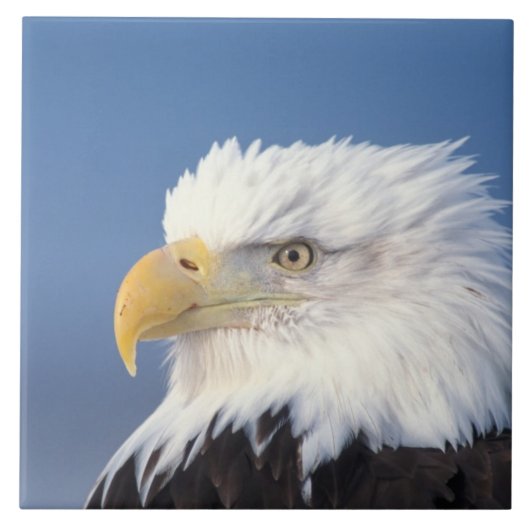 ハクトウワシ, Haliaeetus leuccocephalus, タイル (正面)