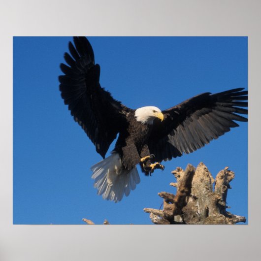 ハクトウワシ, Haliaeetus leuccocephalus, 着陸 ポスター (正面)