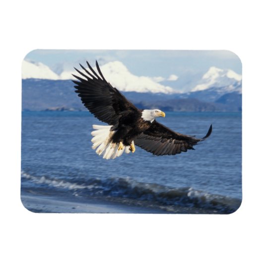 ハクトウワシ Haliaeetus leuccocephalus 飛翔 マグネット (横)