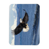 ハクトウワシ Haliaeetus leuccocephalus 飛翔 マグネット (縦)