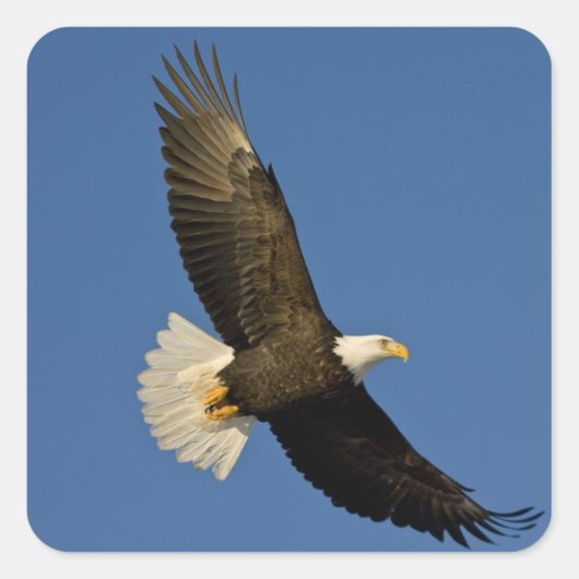 ハクトウワシ, Haliaeetus leucocephalus, ホーマー, スクエアシール (正面)