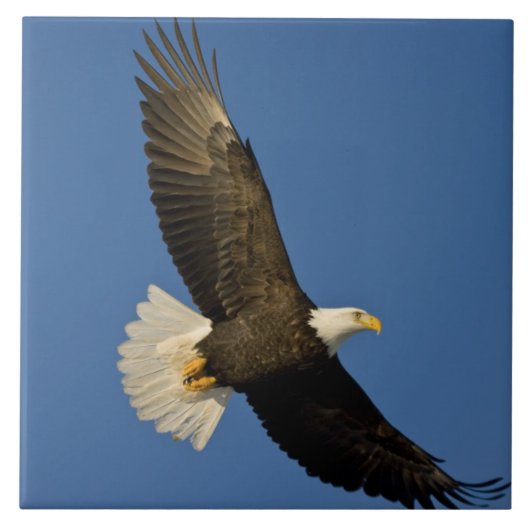 ハクトウワシ, Haliaeetus leucocephalus, ホーマー, タイル (正面)