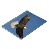 ハクトウワシ, Haliaeetus leucocephalus, ホーマー, ノートブック (左側)