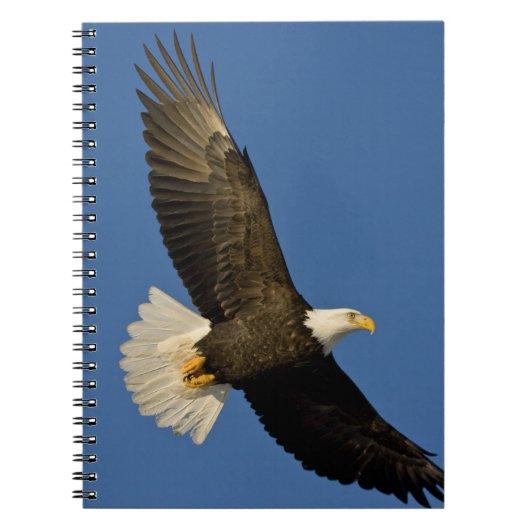 ハクトウワシ, Haliaeetus leucocephalus, ホーマー, ノートブック (正面)