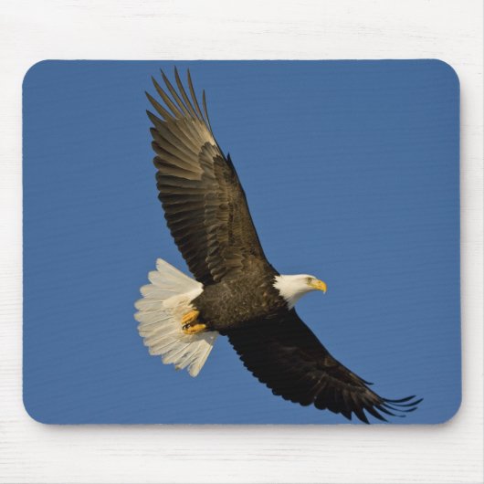 ハクトウワシ, Haliaeetus leucocephalus, ホーマー マウスパッド (正面)