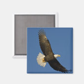 ハクトウワシ, Haliaeetus leucocephalus, ホーマー マグネット (正面/裏面)