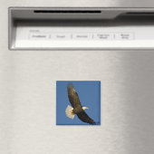ハクトウワシ, Haliaeetus leucocephalus, ホーマー マグネット (インサイチュ (食洗機))
