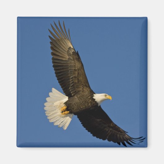 ハクトウワシ, Haliaeetus leucocephalus, ホーマー マグネット (正面)
