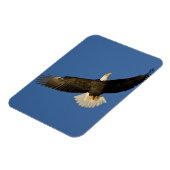 ハクトウワシ、Haliaeetus leucocephalus、ホーマー マグネット (左側)