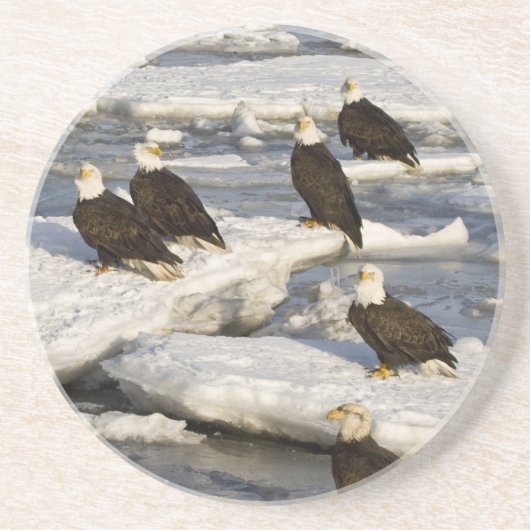 ハクトウワシ, Haliaeetus leucocephalus, ホーマー, 2 コースター (正面)