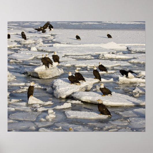 ハクトウワシ, Haliaeetus leucocephalus, ホーマー, 2 ポスター (正面)