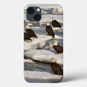 ハクトウワシ, Haliaeetus leucocephalus, ホーマー, 2 iPhone 13ケース