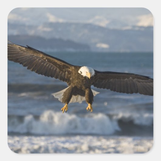 ハクトウワシ, Haliaeetus leucocephalus, ホーマー, 3 スクエアシール (正面)