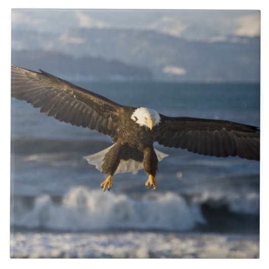 ハクトウワシ, Haliaeetus leucocephalus, ホーマー, 3 タイル (正面)