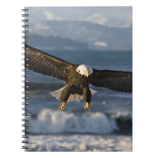 ハクトウワシ, Haliaeetus leucocephalus, ホーマー, 3 ノートブック (正面)